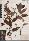 Foto von Salix eriocephala Michx.